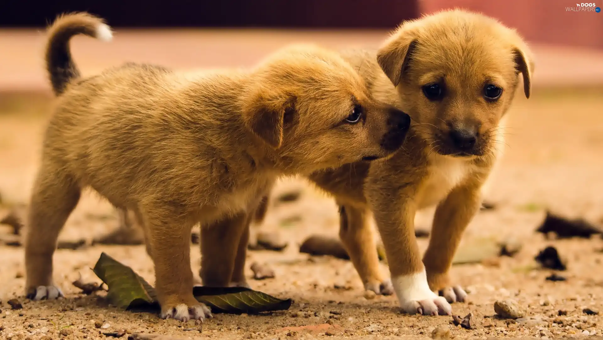 Brown, puppies, Two cars