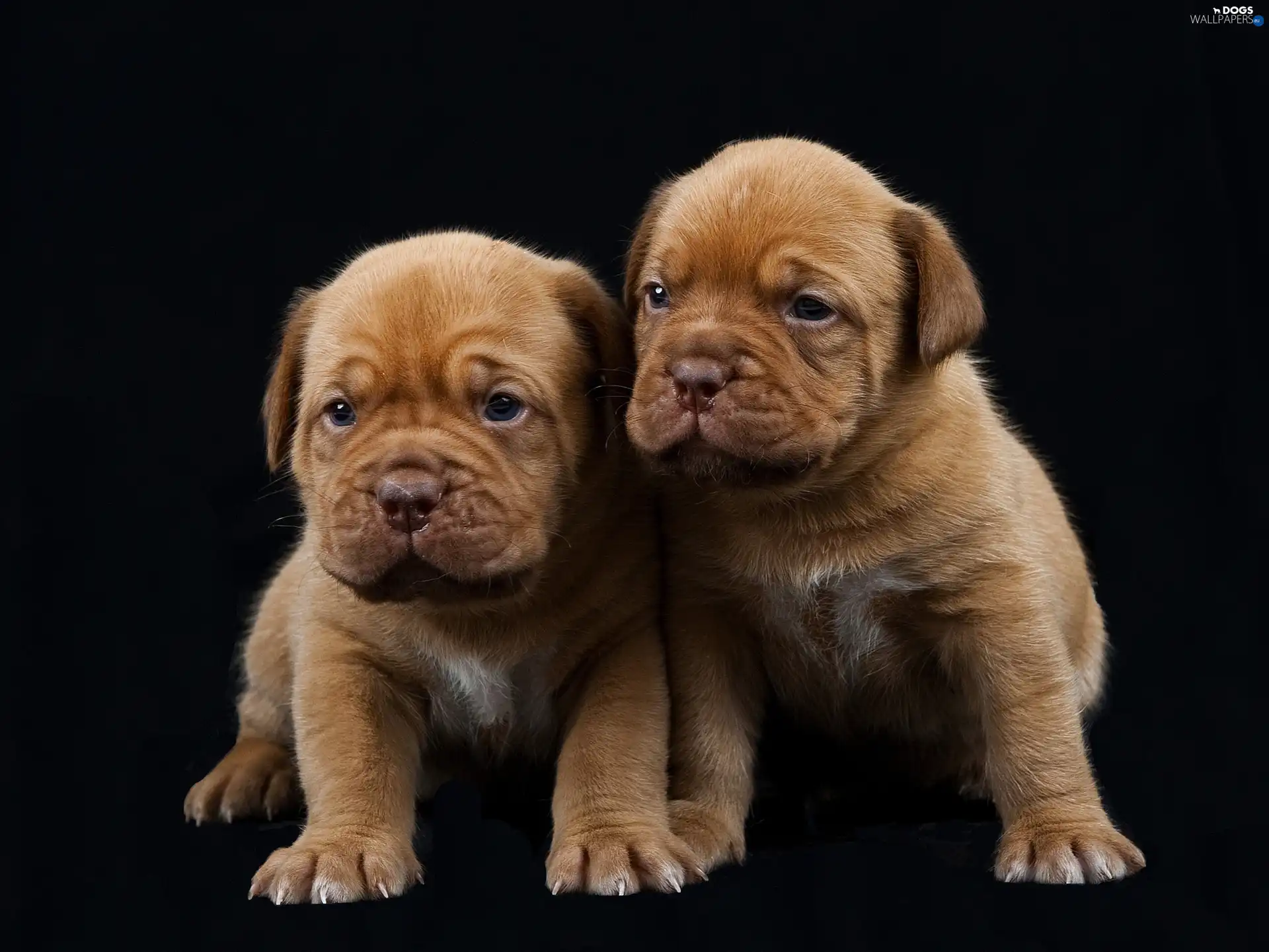 Brown, puppies, Two cars