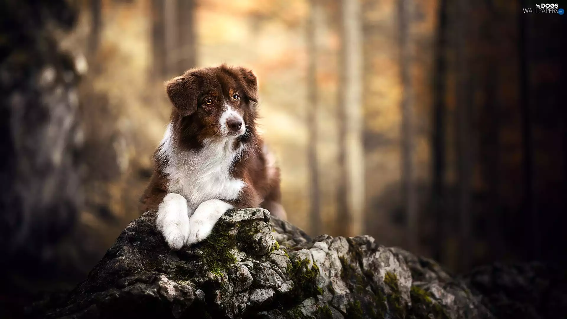 Rocks, blur, White-brown, Australian Shepherd, dog