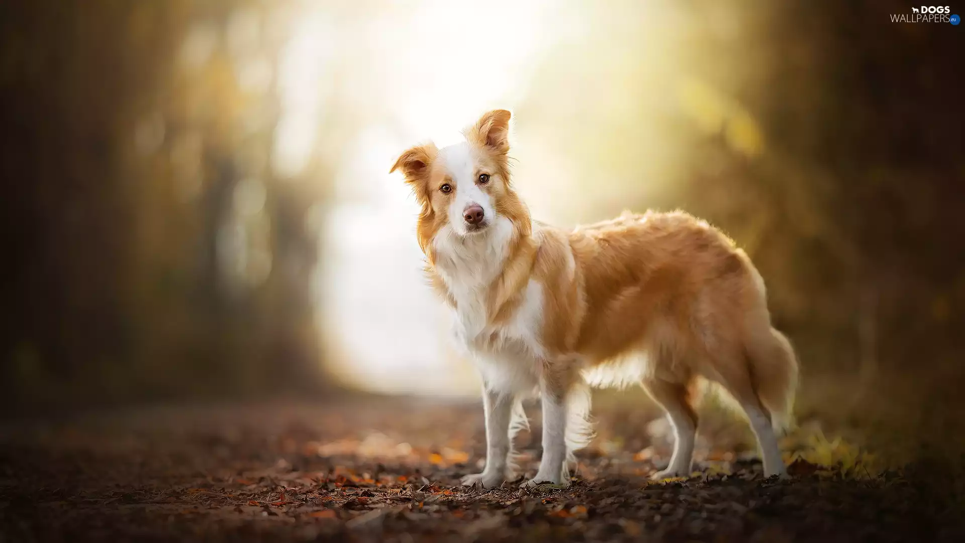 Border Collie, dog, Brown and white
