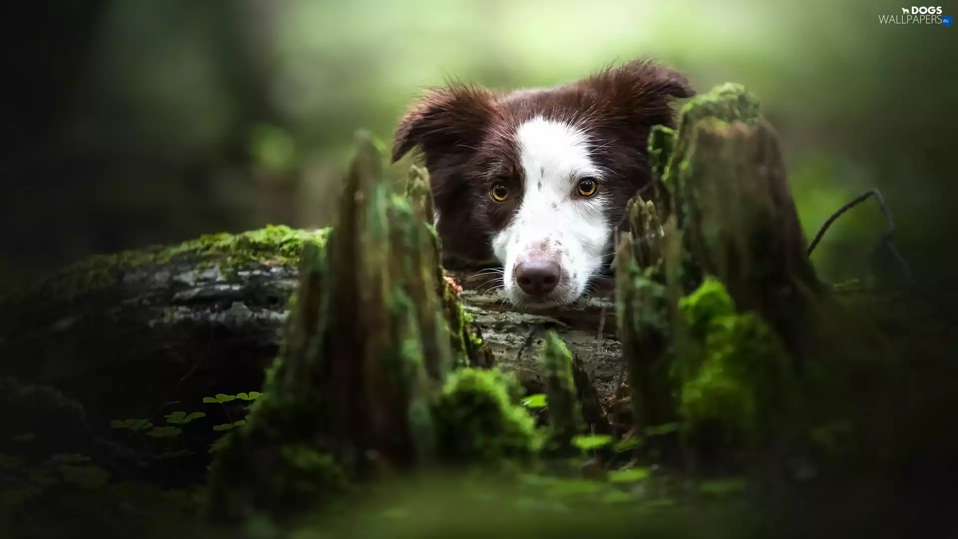 trunk, Moss, White-brown, rotten, Border Collie