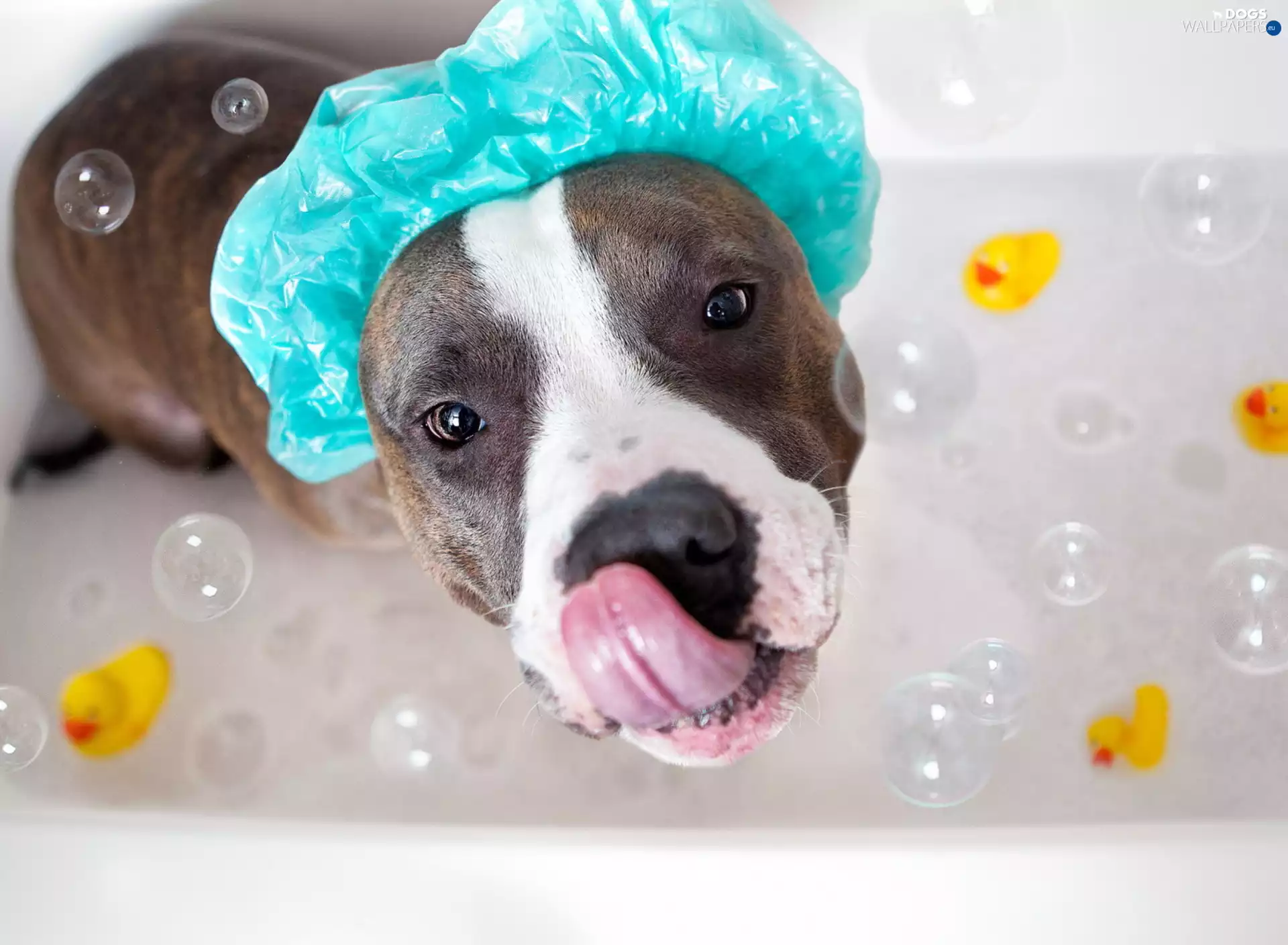 Tounge, Puppy, toys, Bubbles, cap, Amstaff