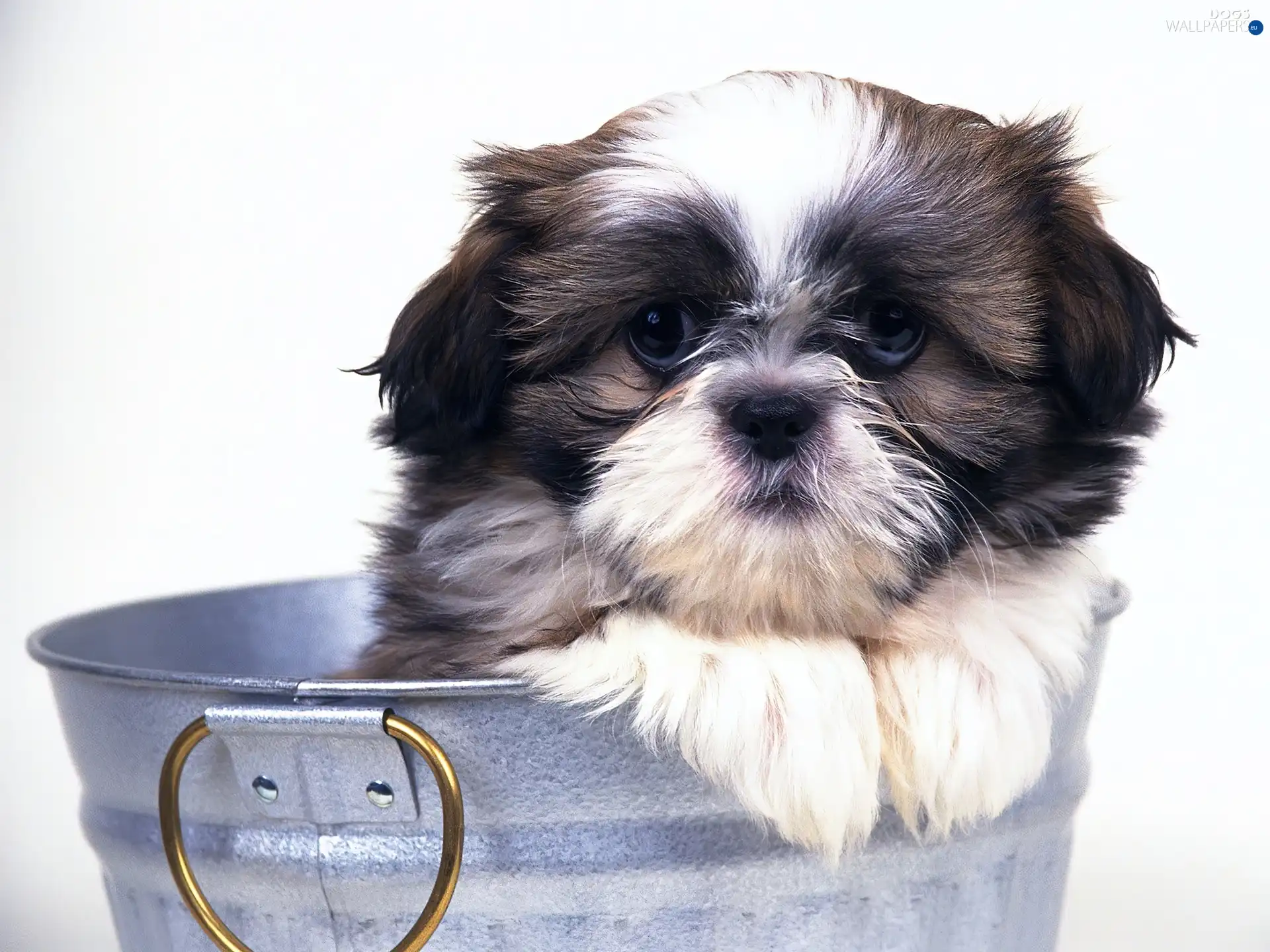 Bucket, puppie