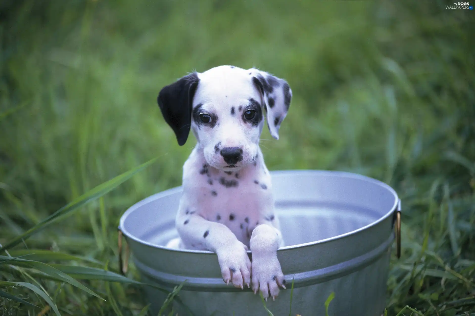 Dalmatian, Bucket, young