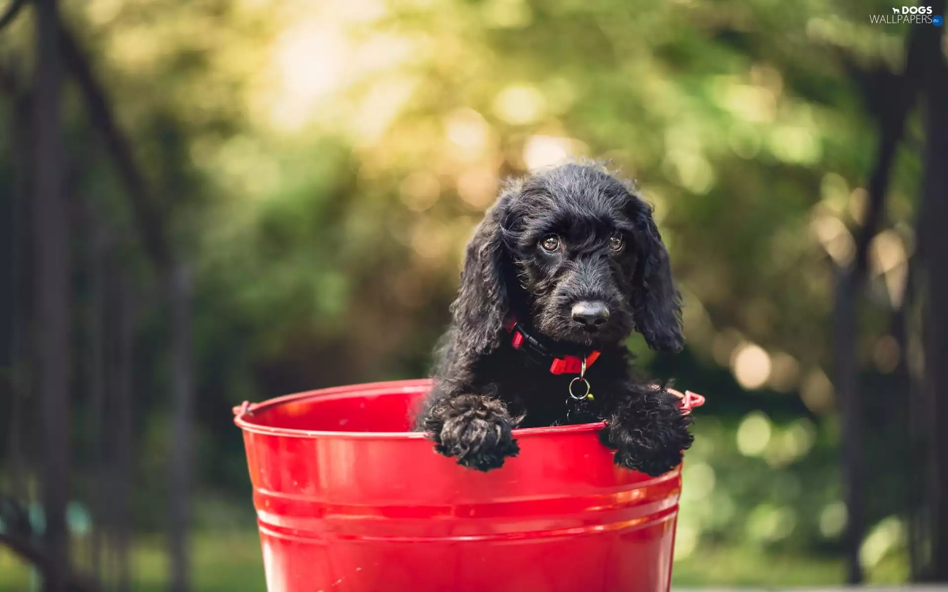 Red, bucket, dog, Puppy, Black