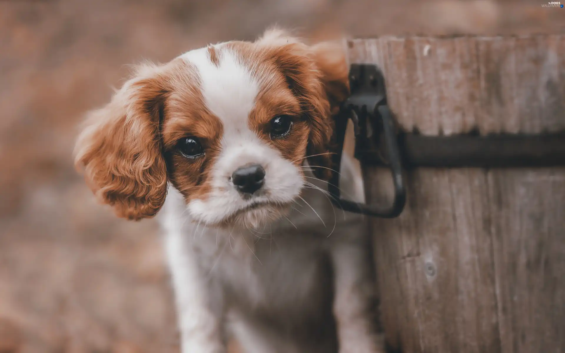 bucket, wood, small, mongrel