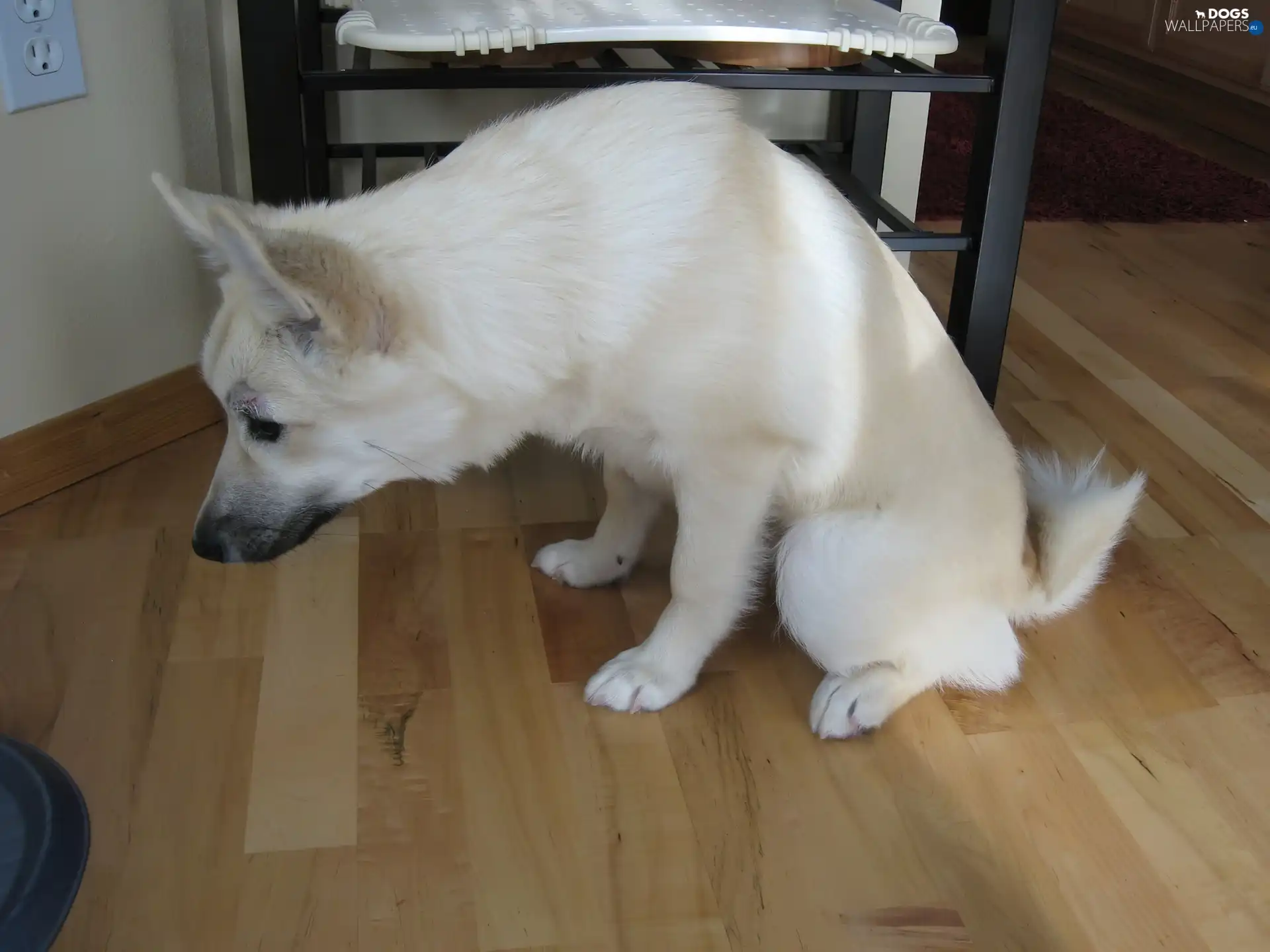 Norsk Buhund, lurking