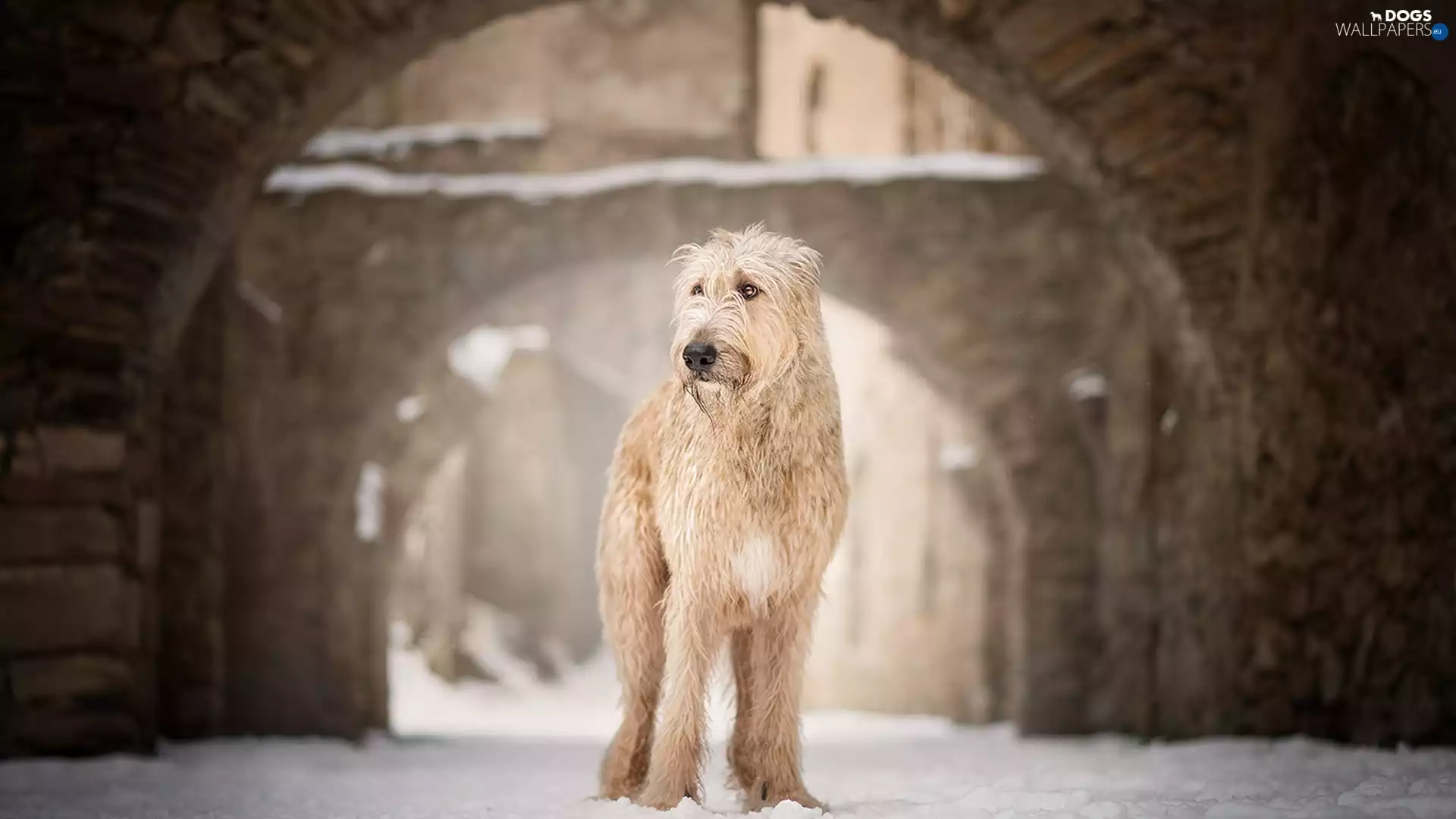 dog, buildings, snow, Irish Wolfhound