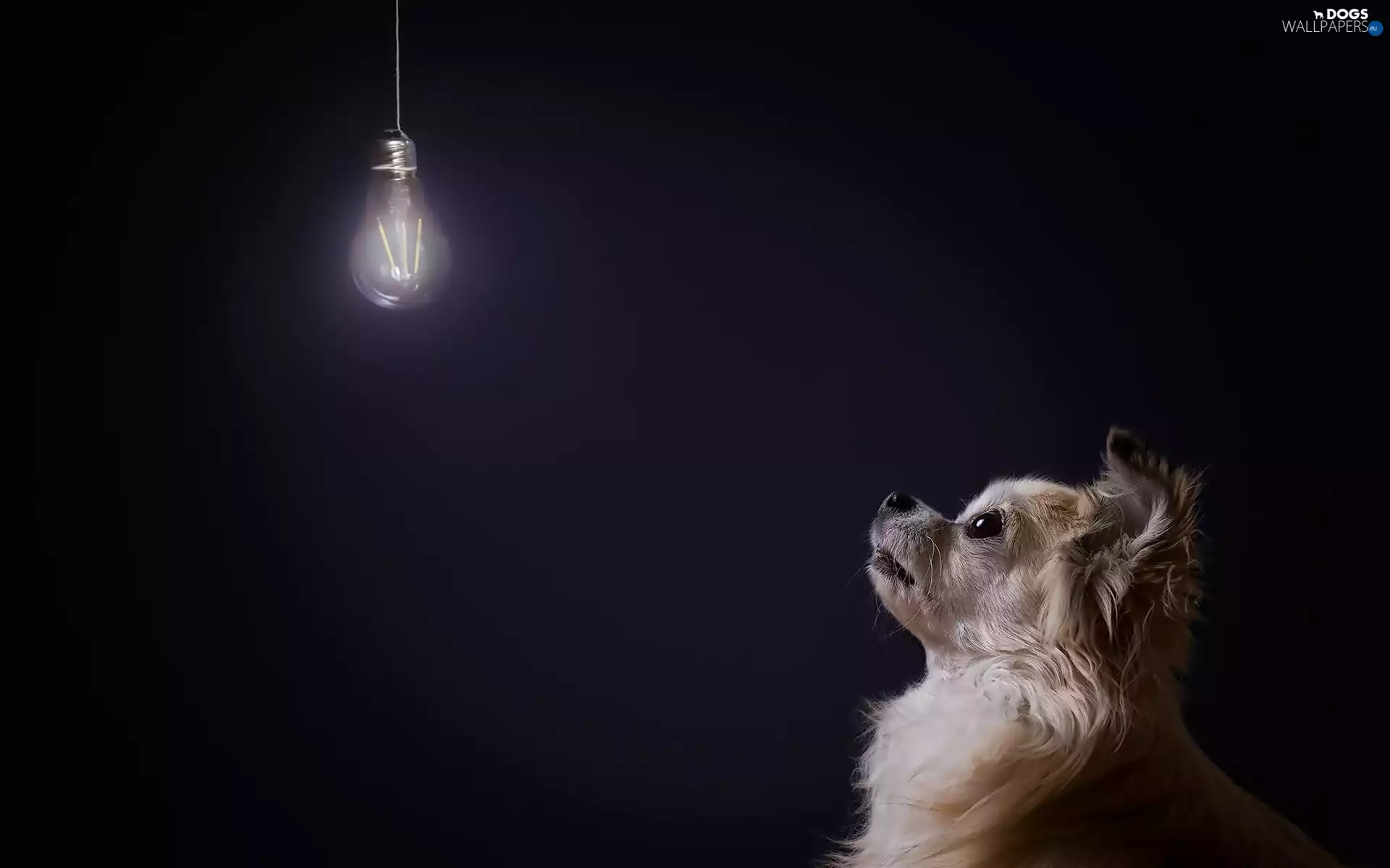 bulb, surprised, doggy