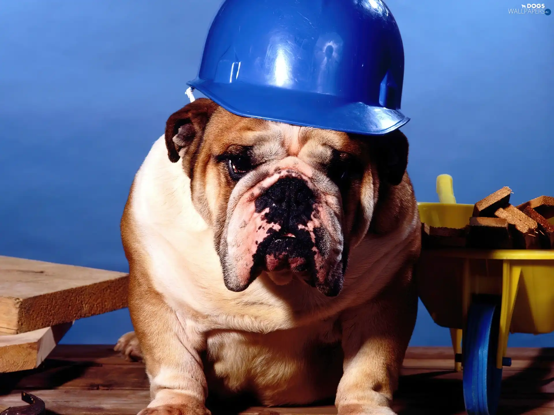 Buldog, architectonic, dog, helmet