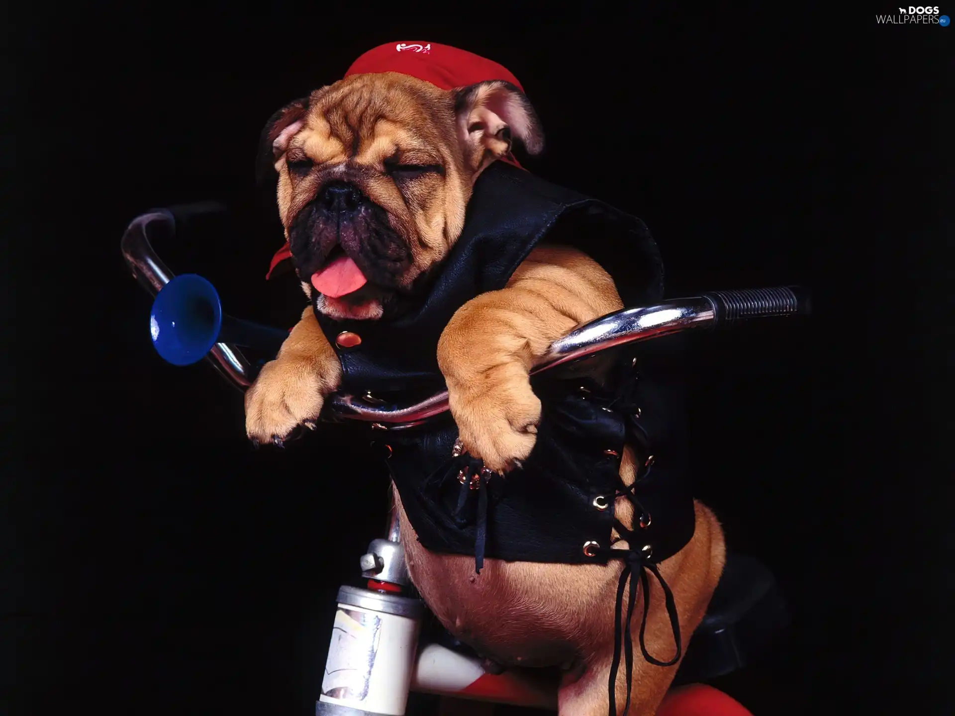 Buldog, cyclist, dog, waistcoat