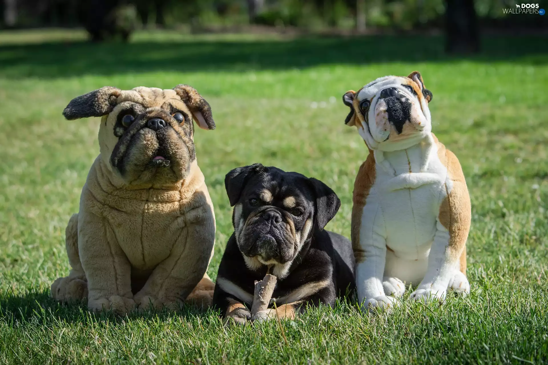 Two cars, Dogs, Buldog, plush, dog