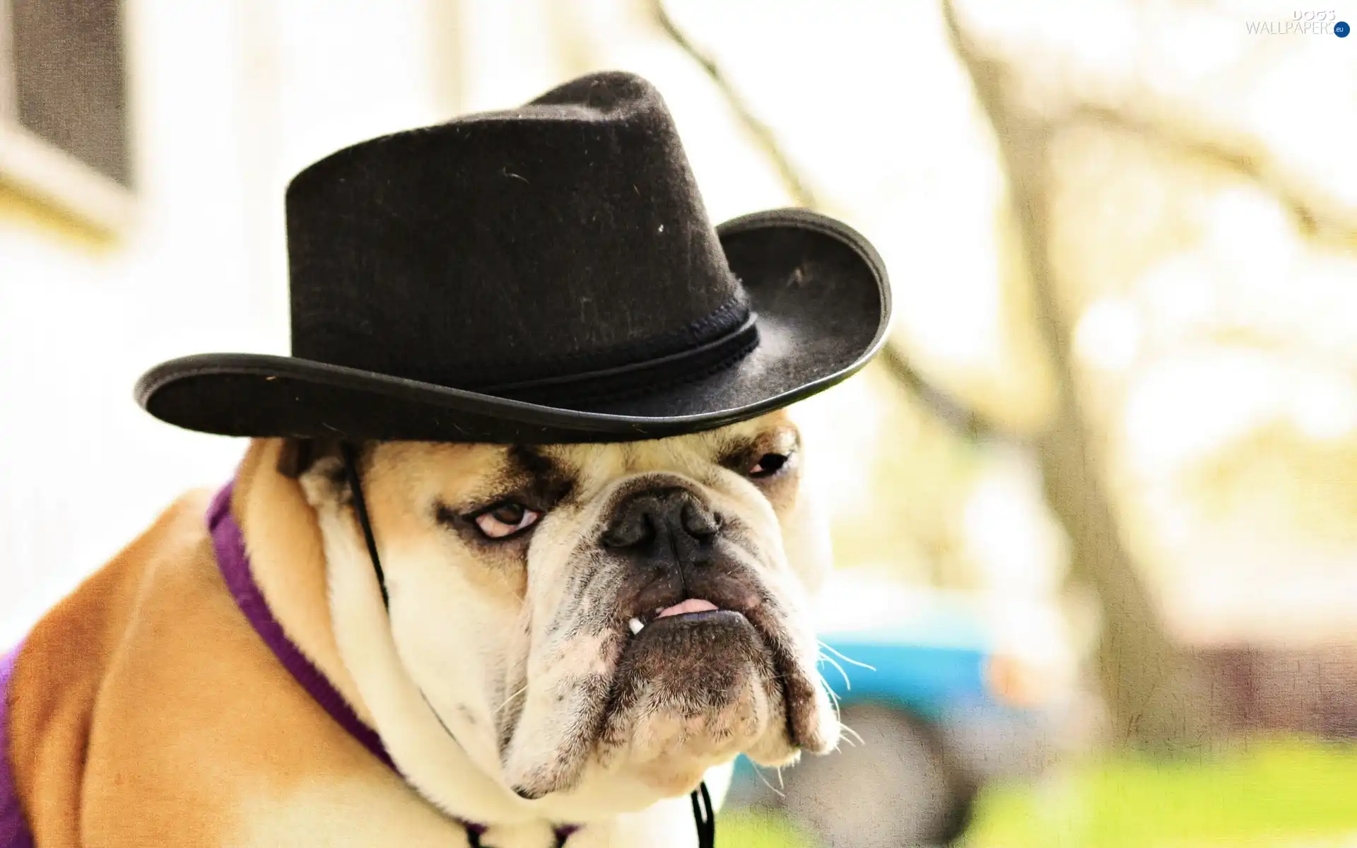 Hat, Buldog, dog