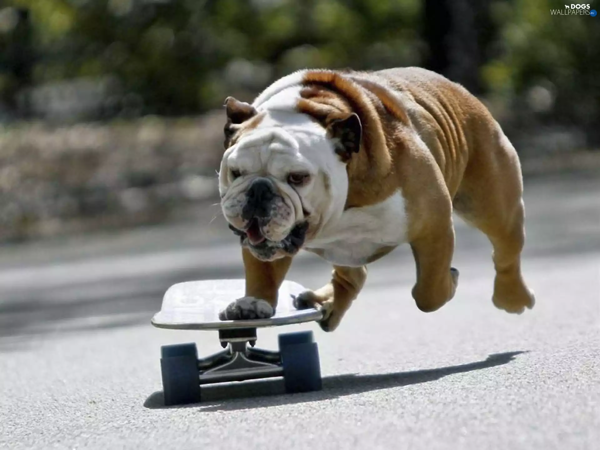 Buldog, skate
