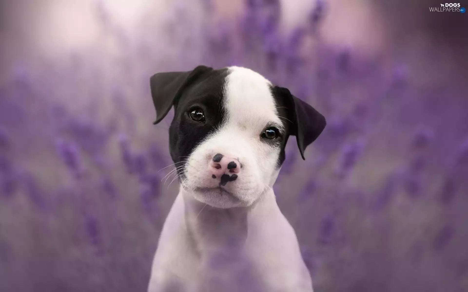 dog, Puppy, Staffordshire Bull Terrier, honeyed