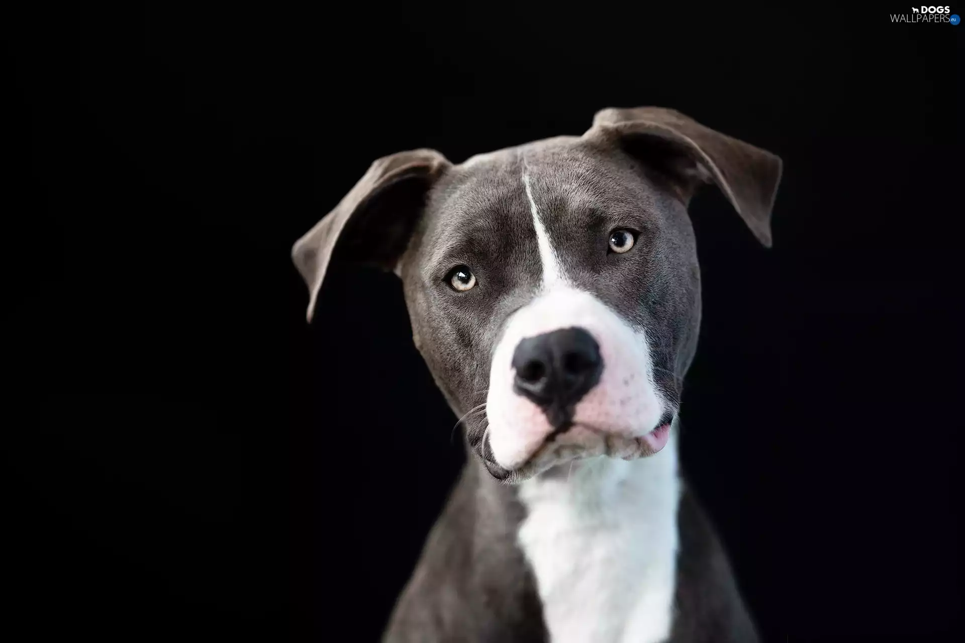 Black, background, Pit Bull Terrier, muzzle, dog