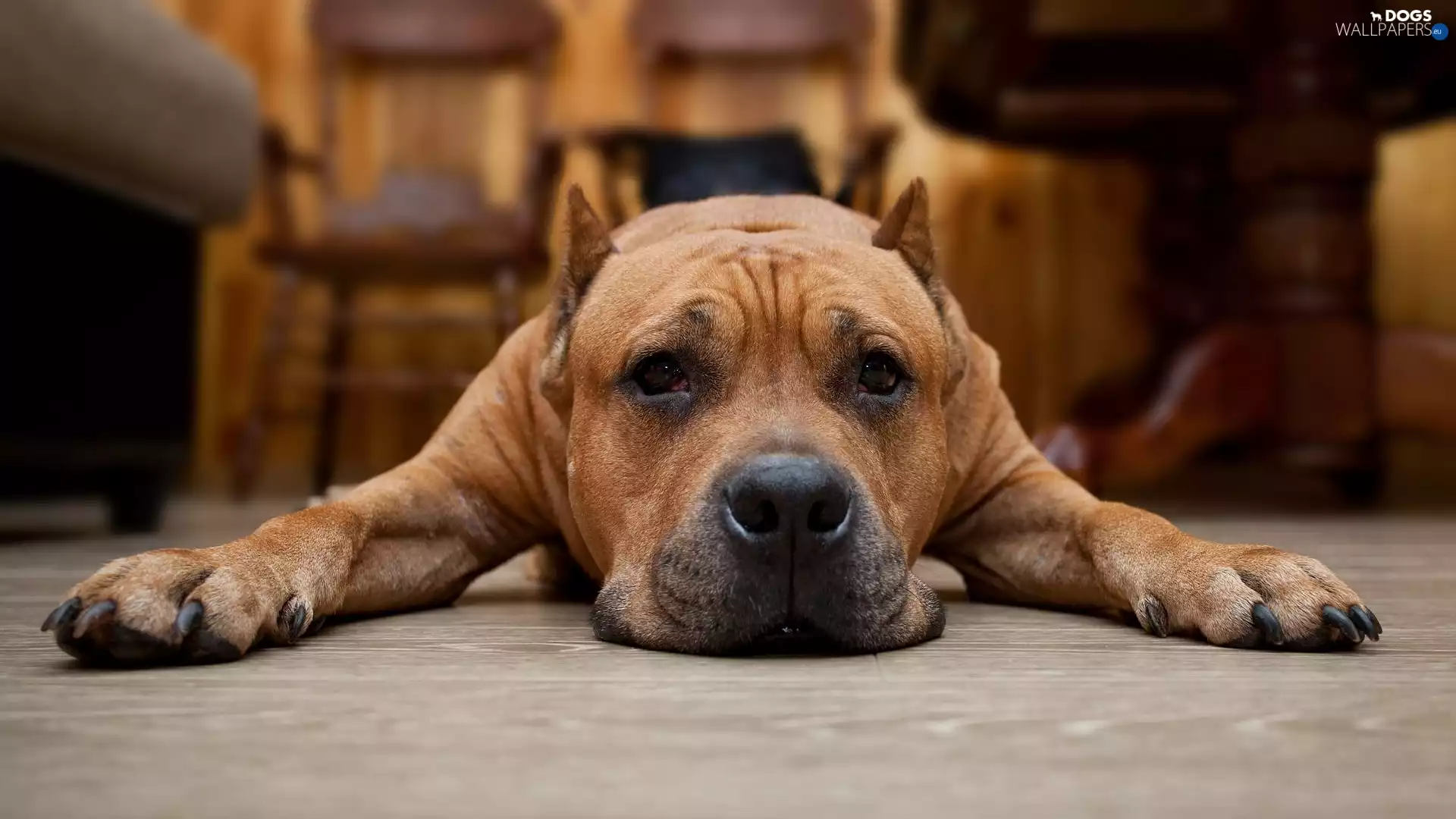 Pit Bull Terrier, lying, dog