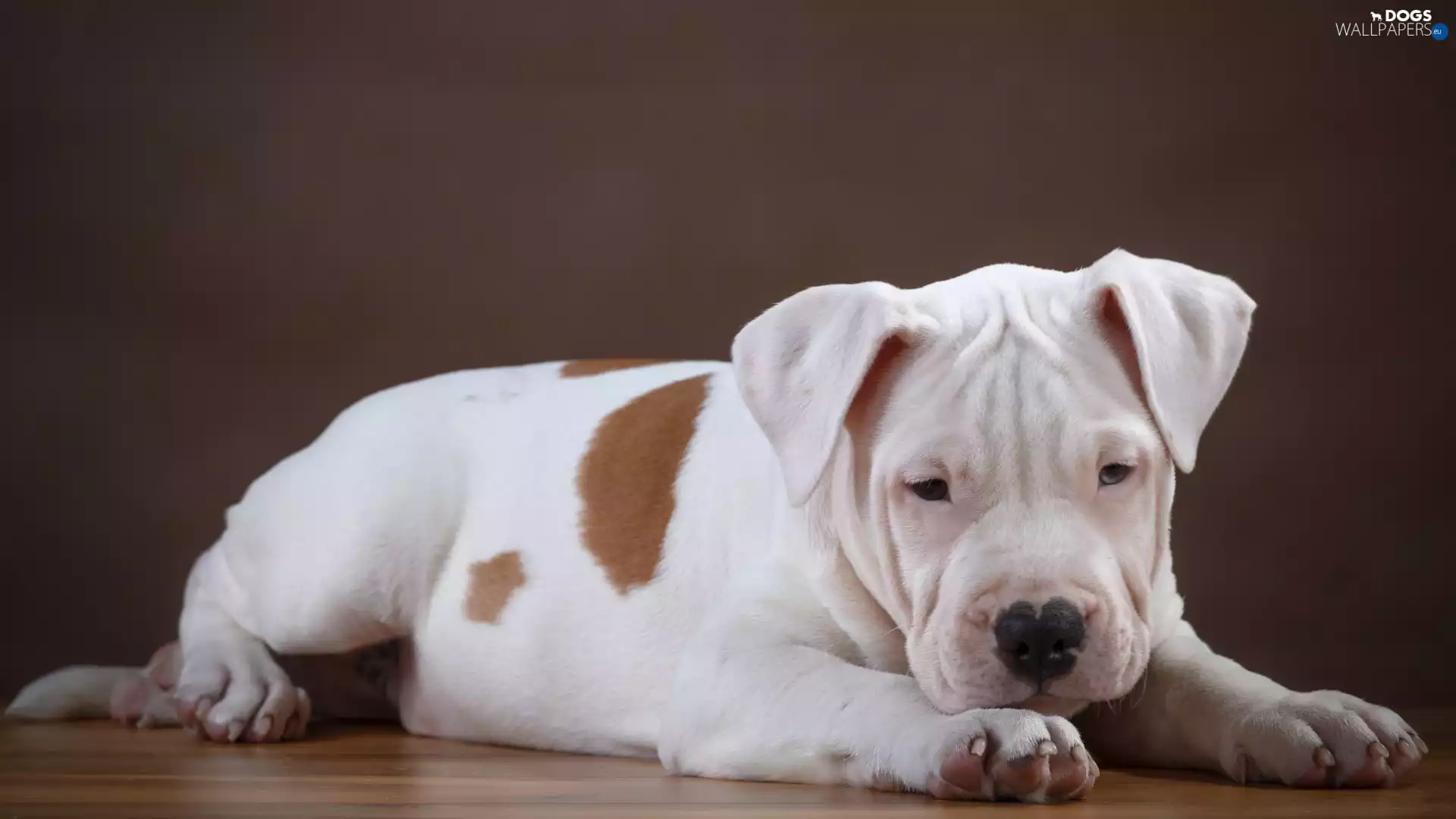Pit Bull Terrier, Puppy, dog