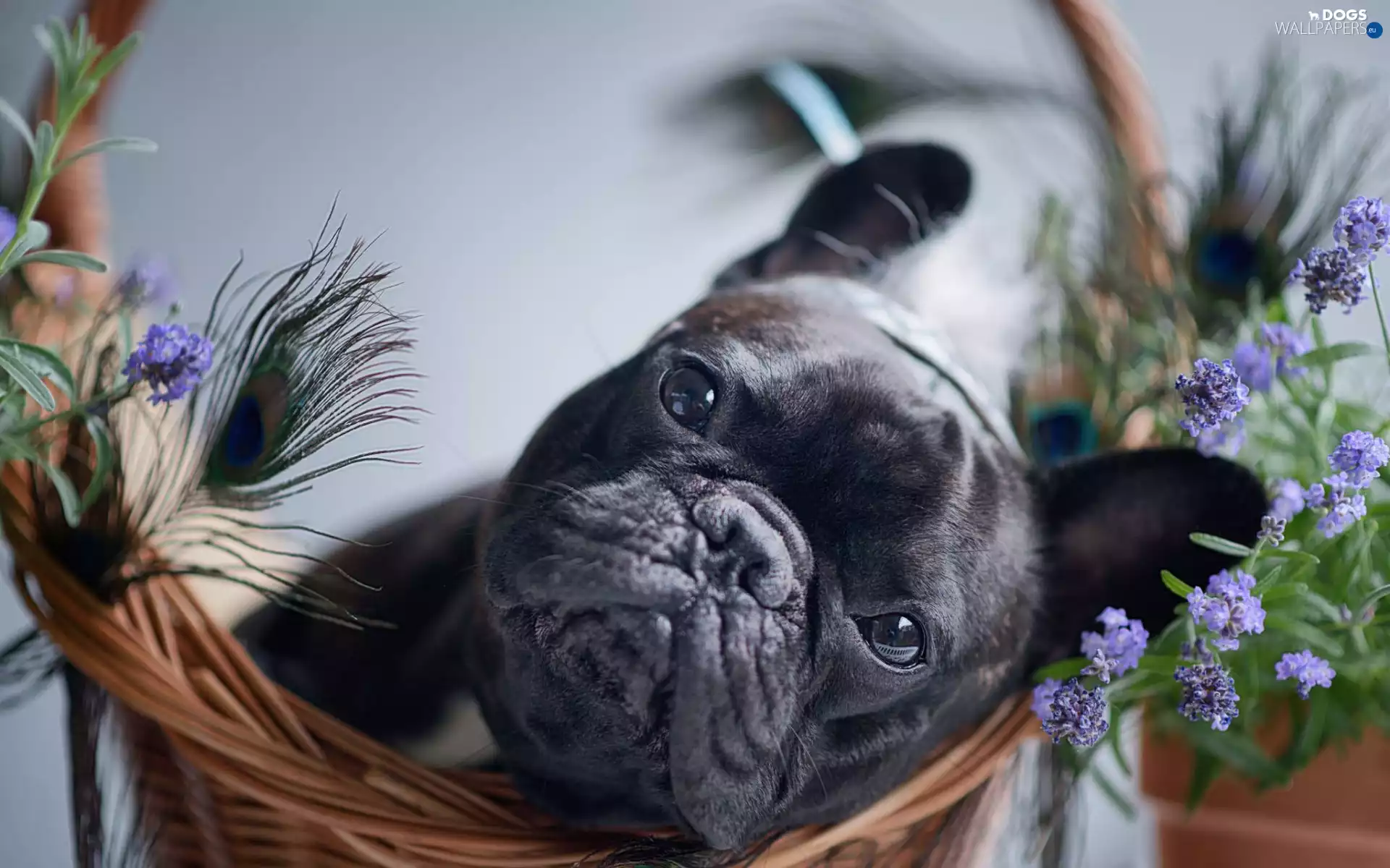 basket, dog, French Bulldog