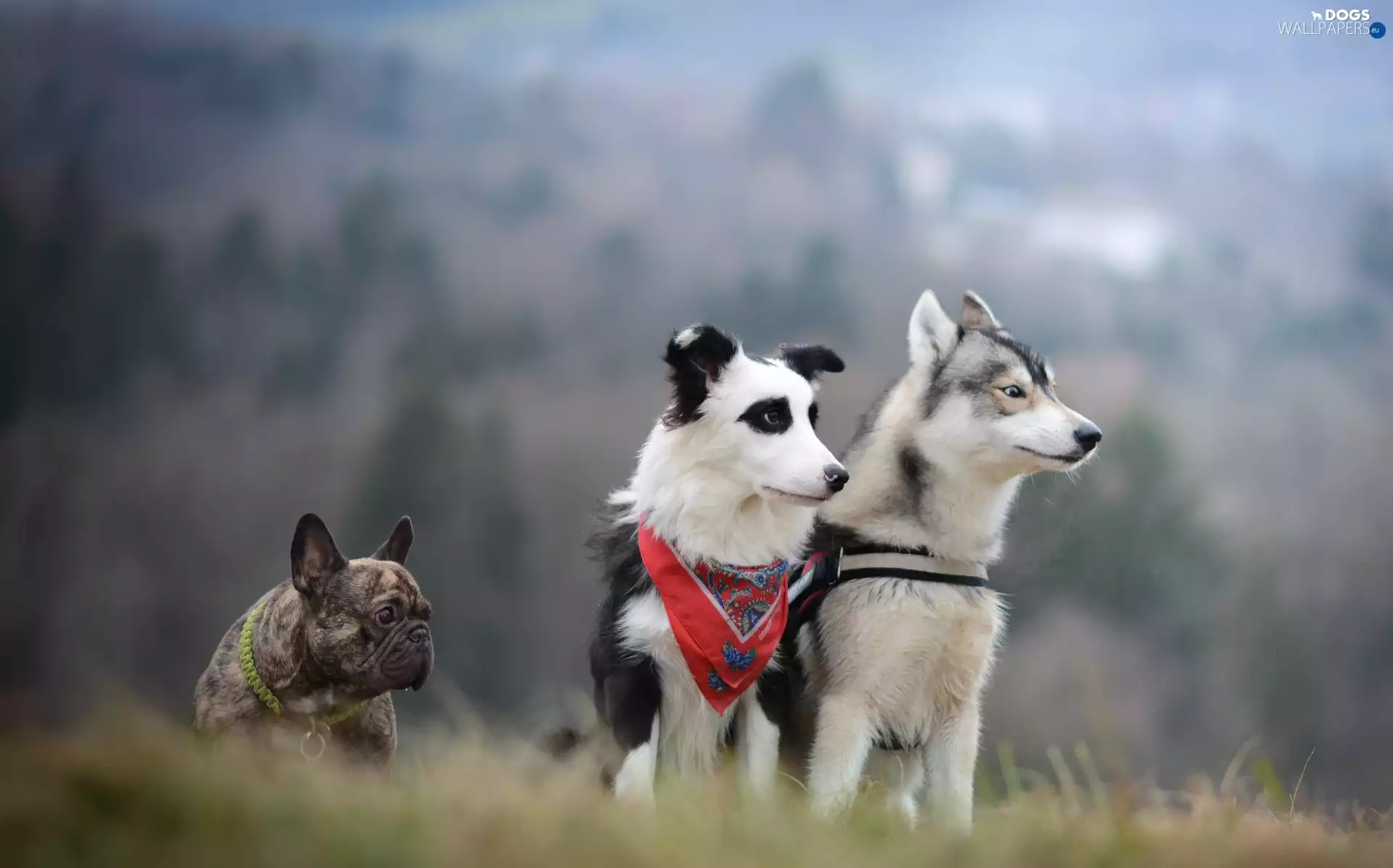 Siberian Husky, French Bulldog, Border Collie