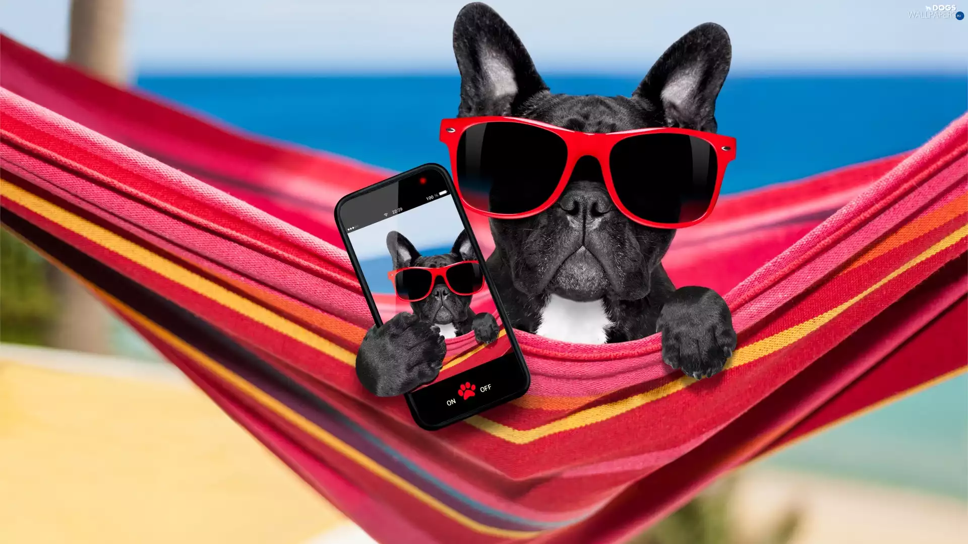Selfie, Funny, French Bulldog, Telephone, dog