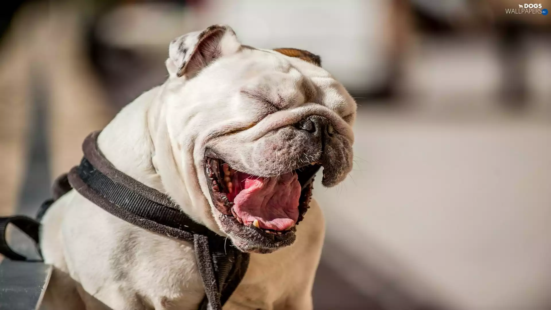 Funny, smiling, English Bulldog