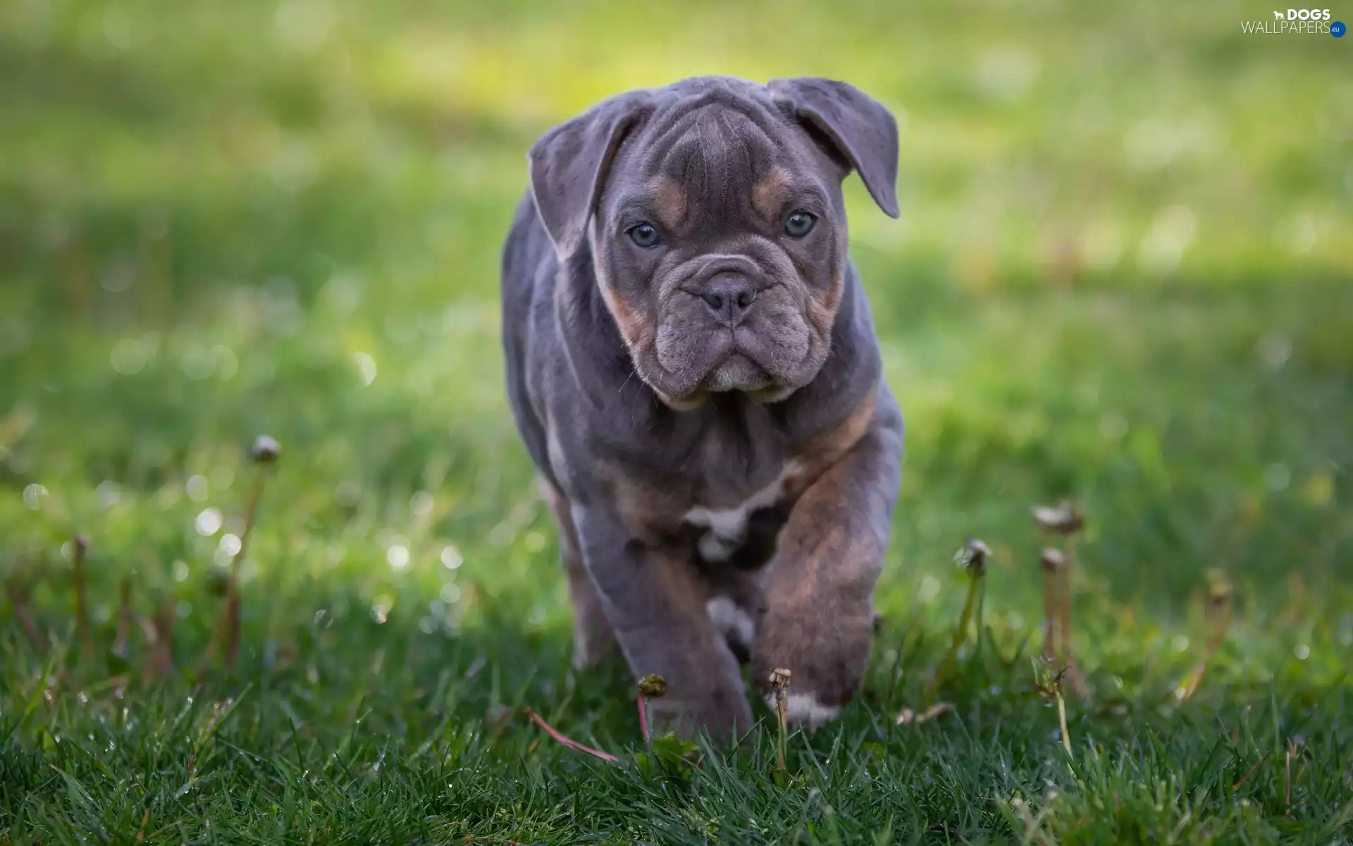 grass, Puppy, English Bulldog