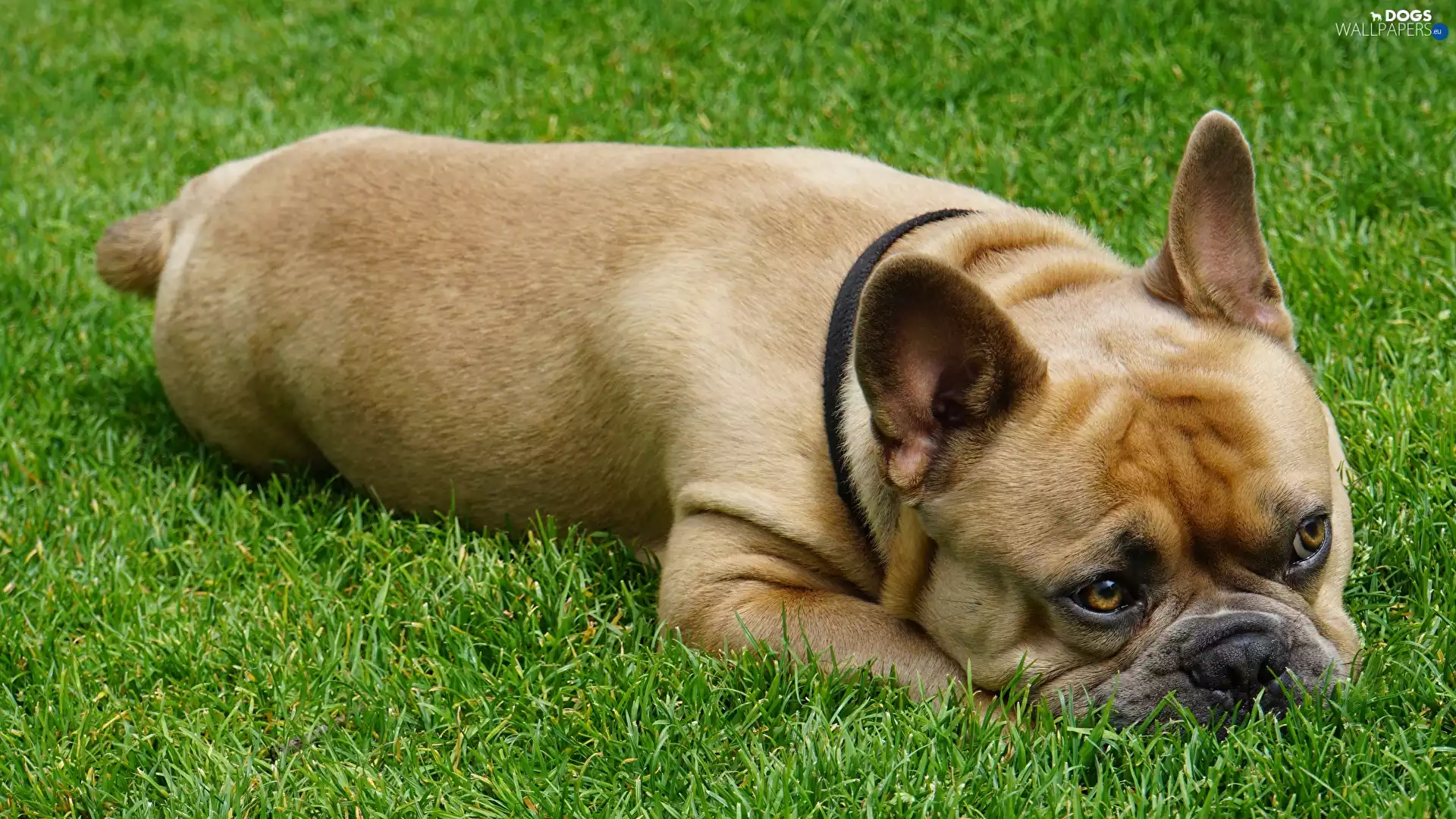 grass, dog, French Bulldog