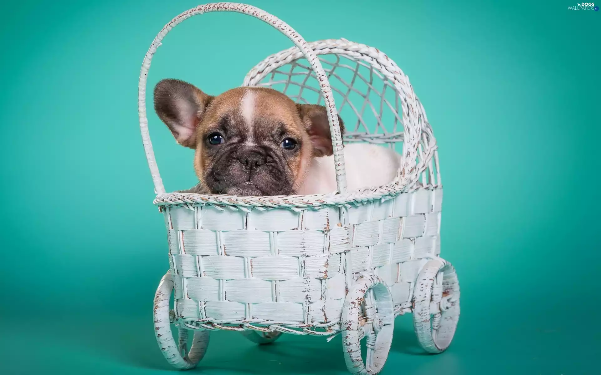 French Bulldog, honeyed, Puppy, dog