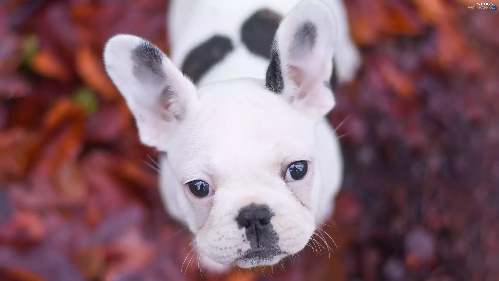 muzzle, dog, French Bulldog