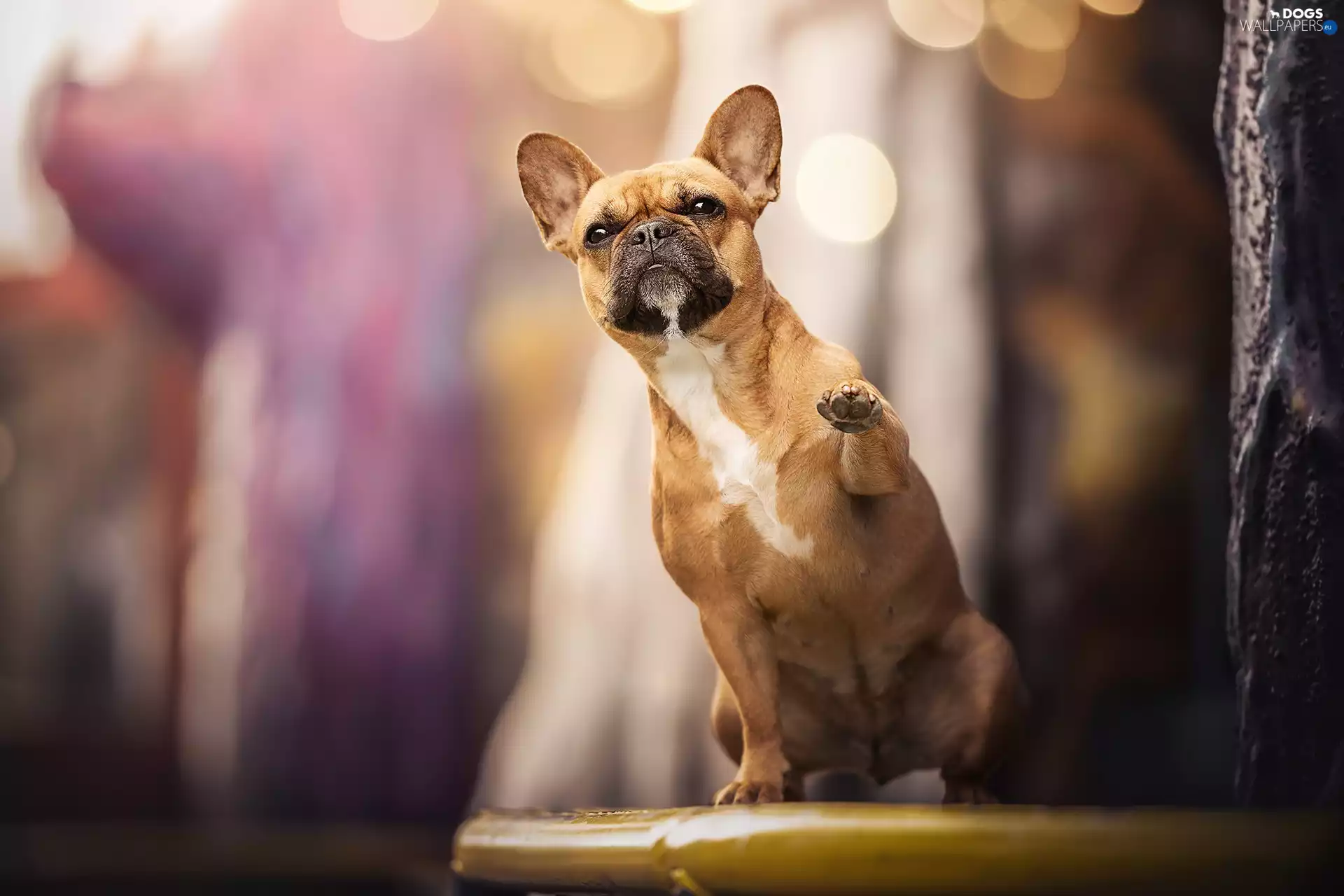 pud, dog, French Bulldog