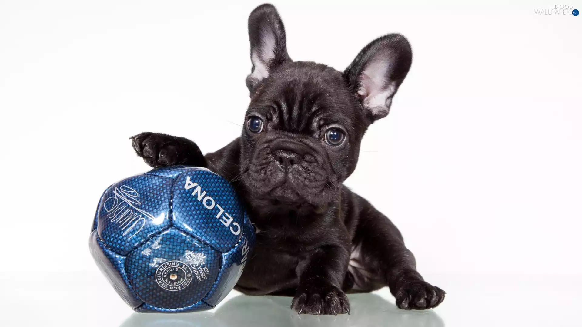 French Bulldog, Puppy, Ball, Black
