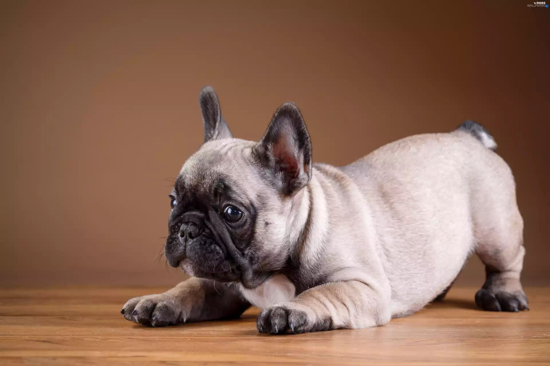 Puppy, dog, French Bulldog