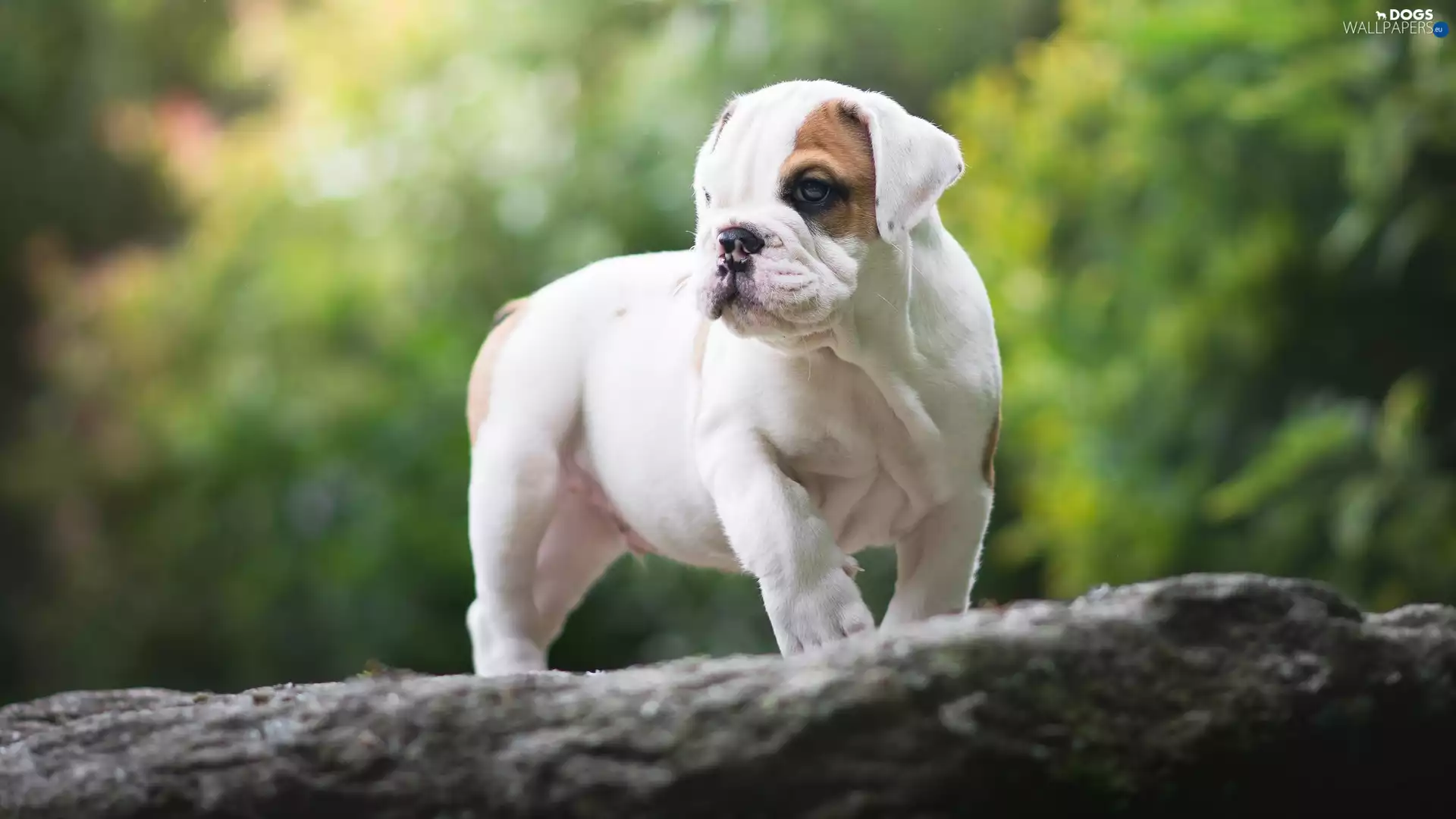 trees, Puppy, English Bulldog