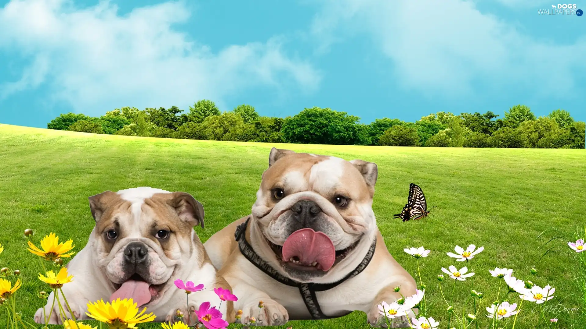 Bulldogs, Meadow, Two cars