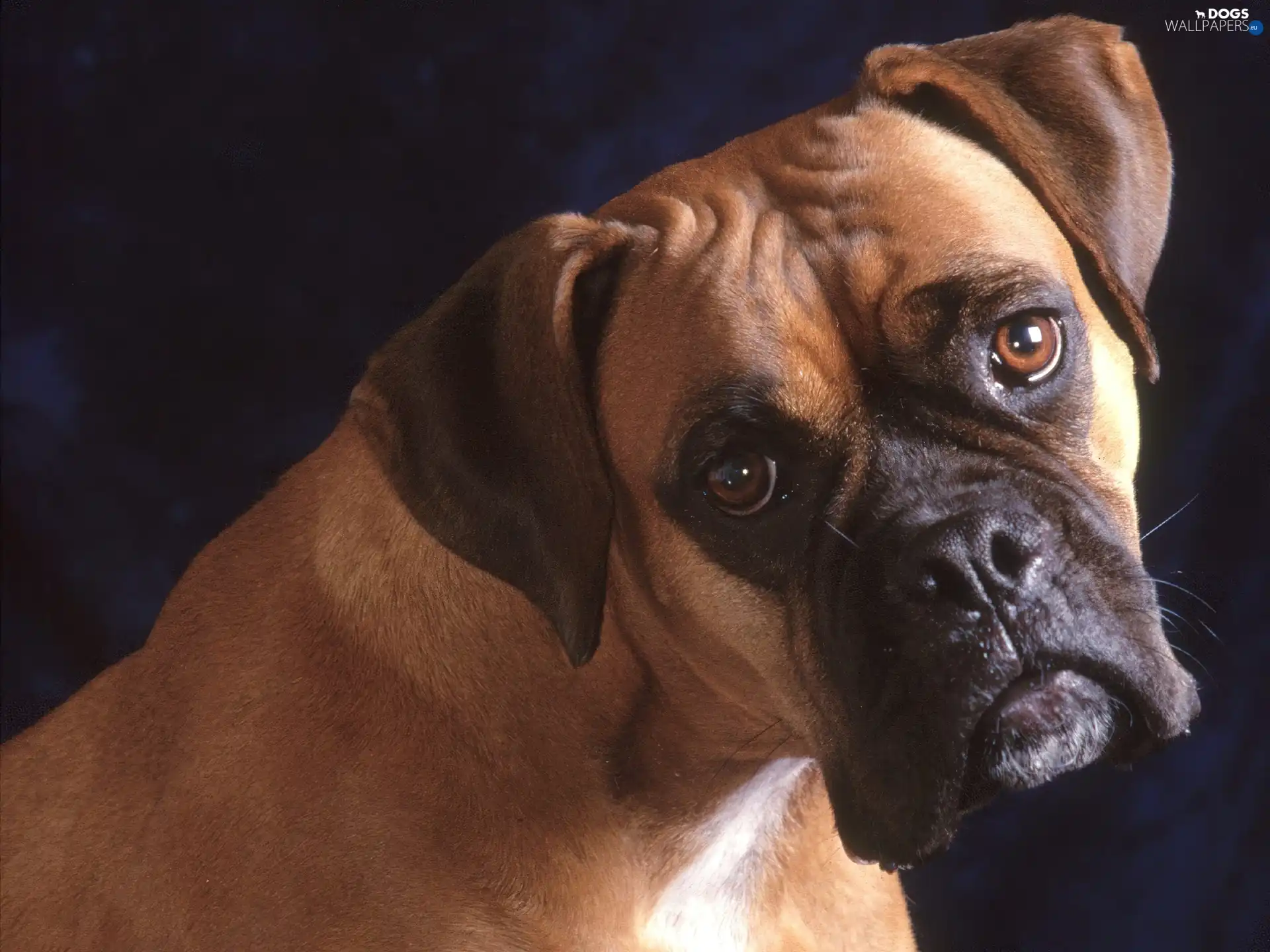 boxer