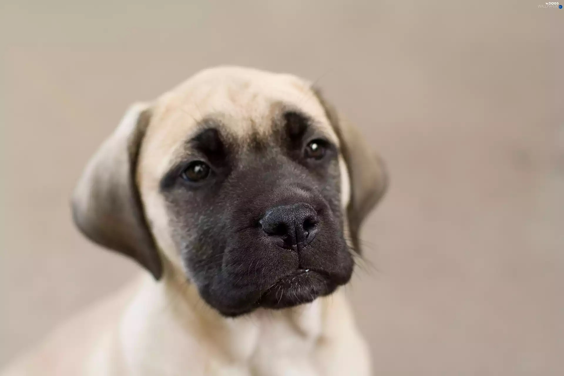 Bullmastiff, portrait