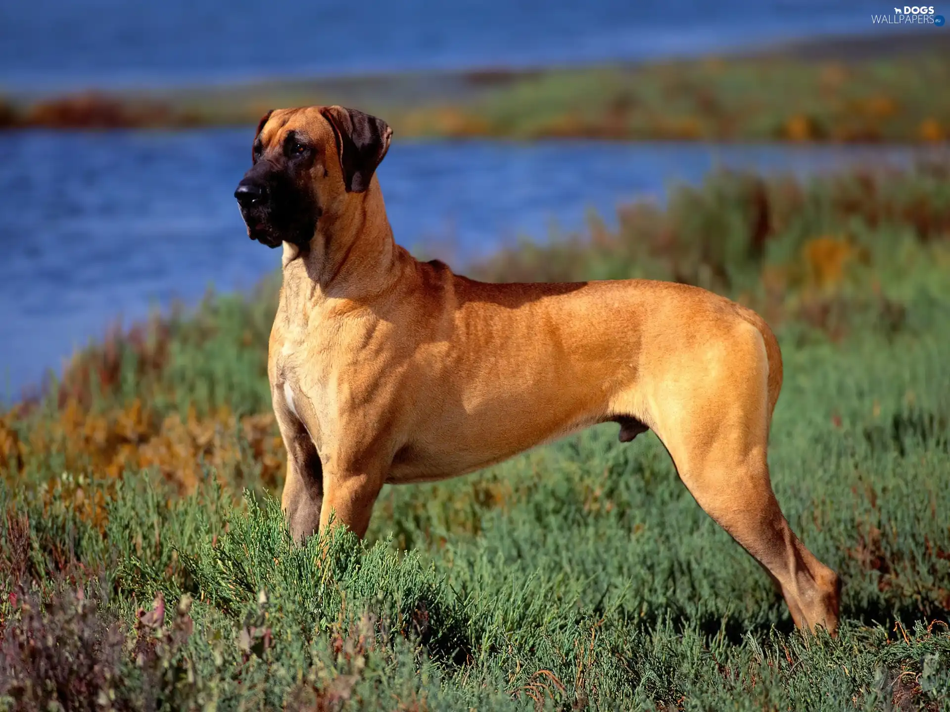 bulmastiff, dog