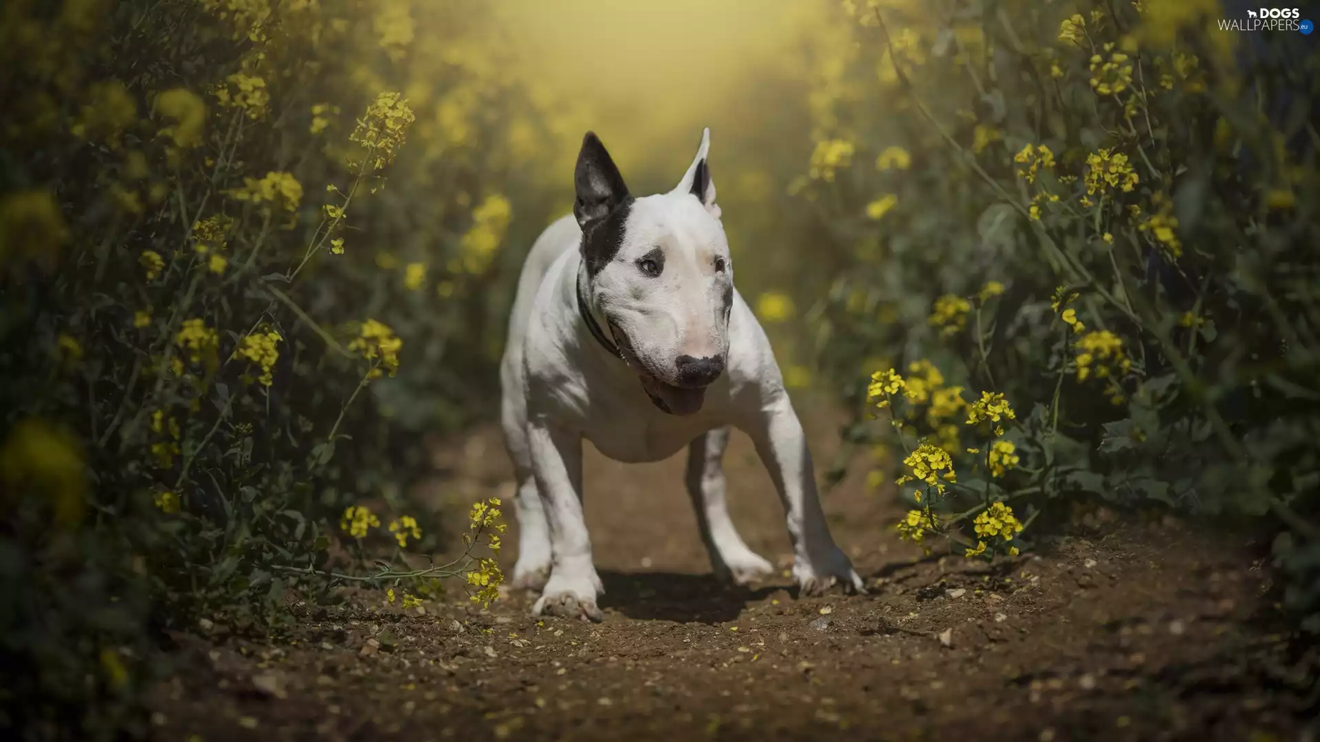 dog, Flowers, Path, Bulterier
