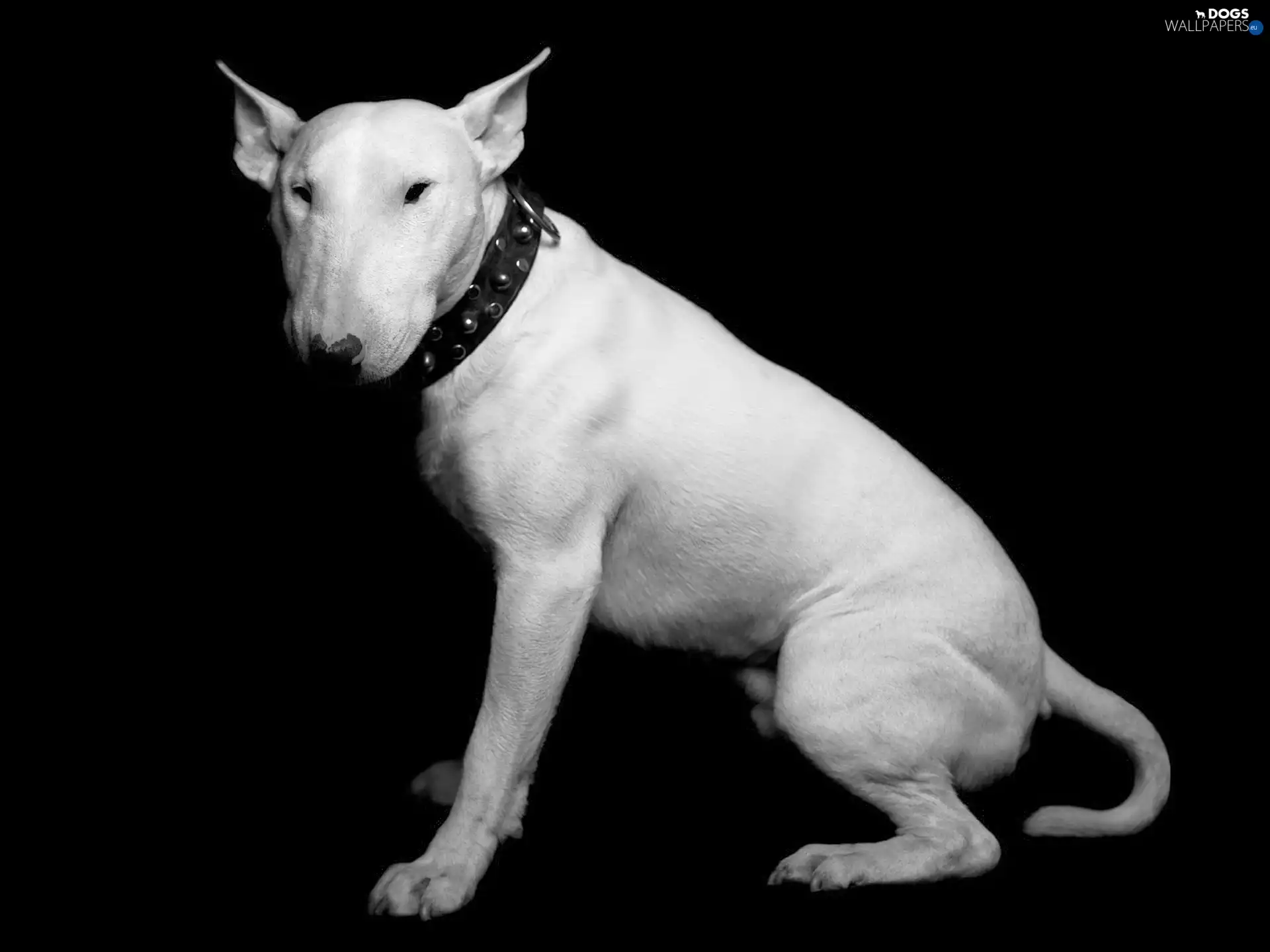 dog-collar, White, Bulterier