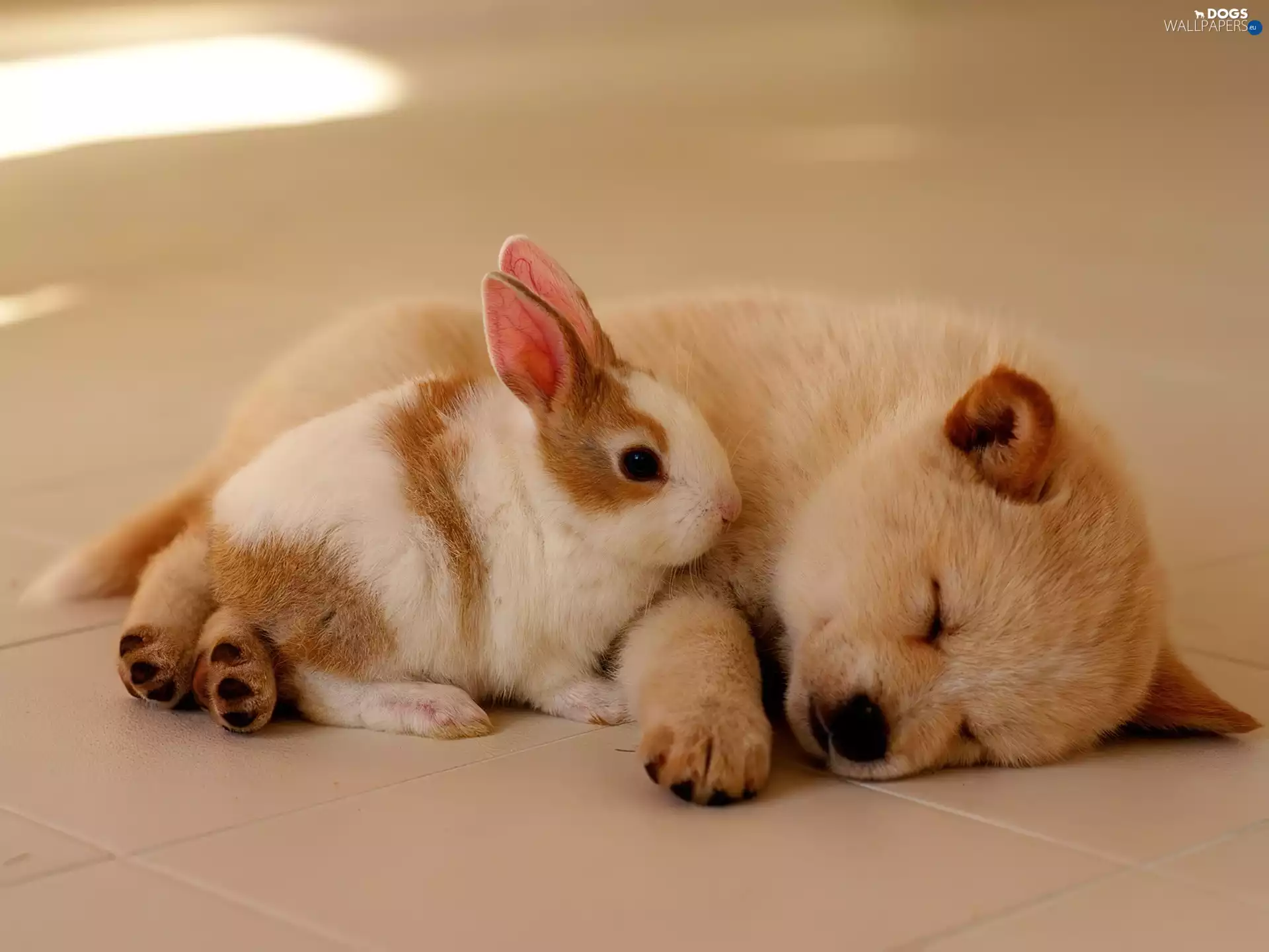 Bunny, sleepy, Puppy