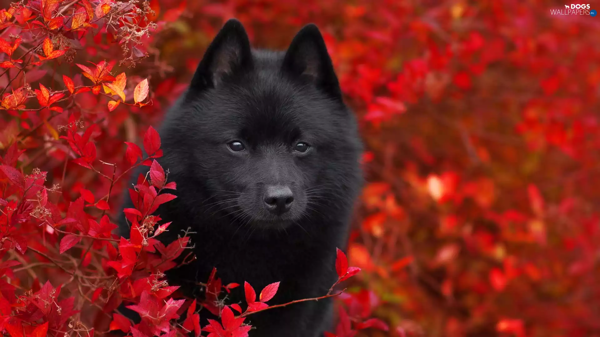 Red, Bush, dog, Schipperke, Black