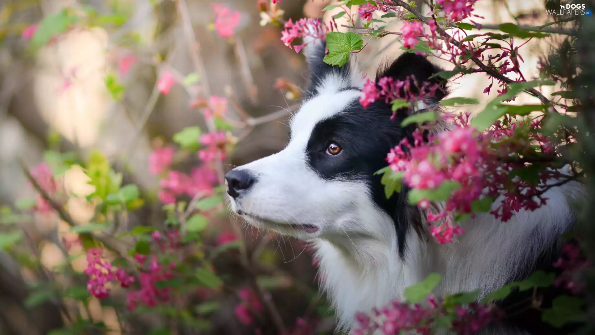 dog, Bush, Flowers, Border Collie