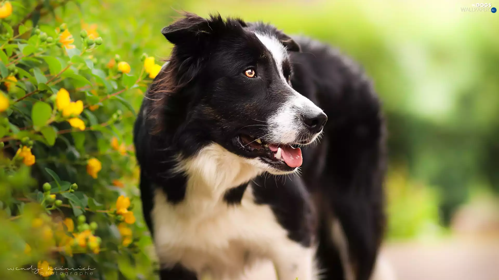Dog, Bush, Flowers, Border Collie