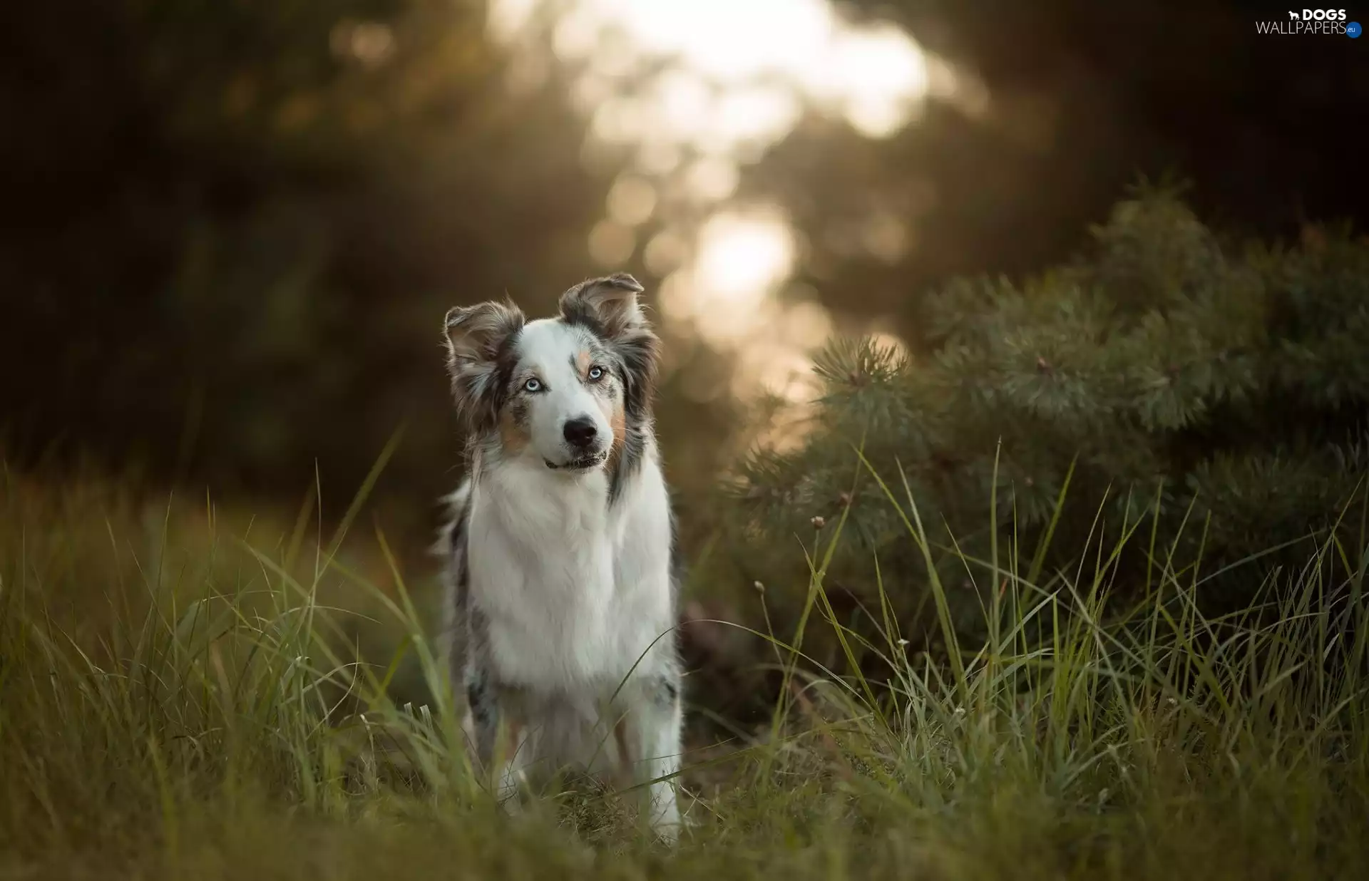 dog, Bush, grass, Australian Shepherd