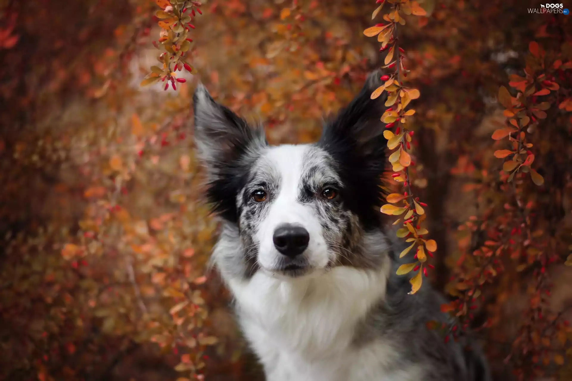 dog, Bush, Twigs, Border Collie