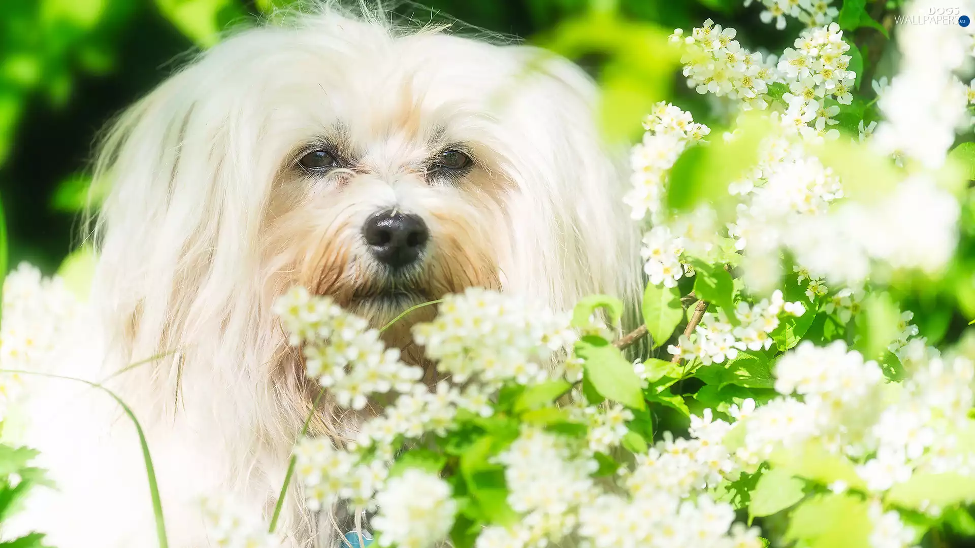 flower, Bush, White, dog, Maltese