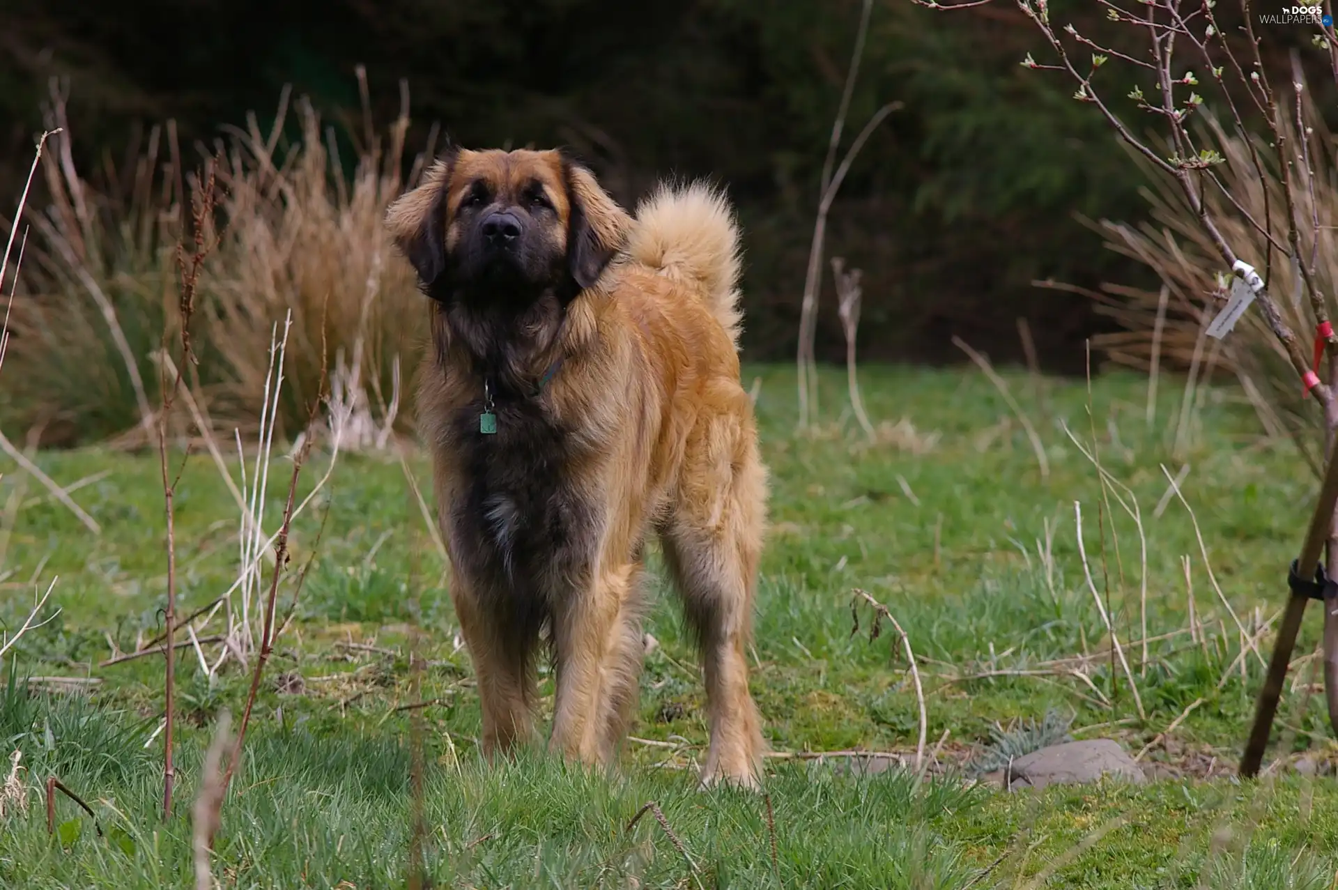 Bushes, Leonberger