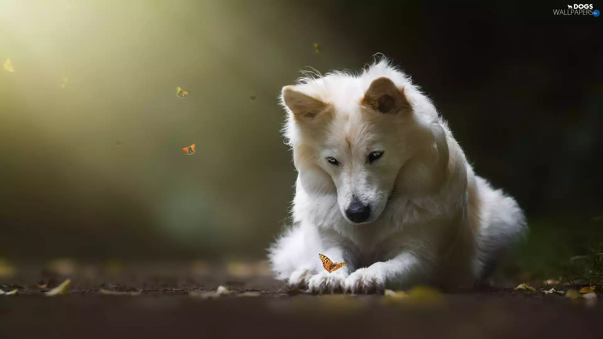White Swiss Shepherd, butterflies