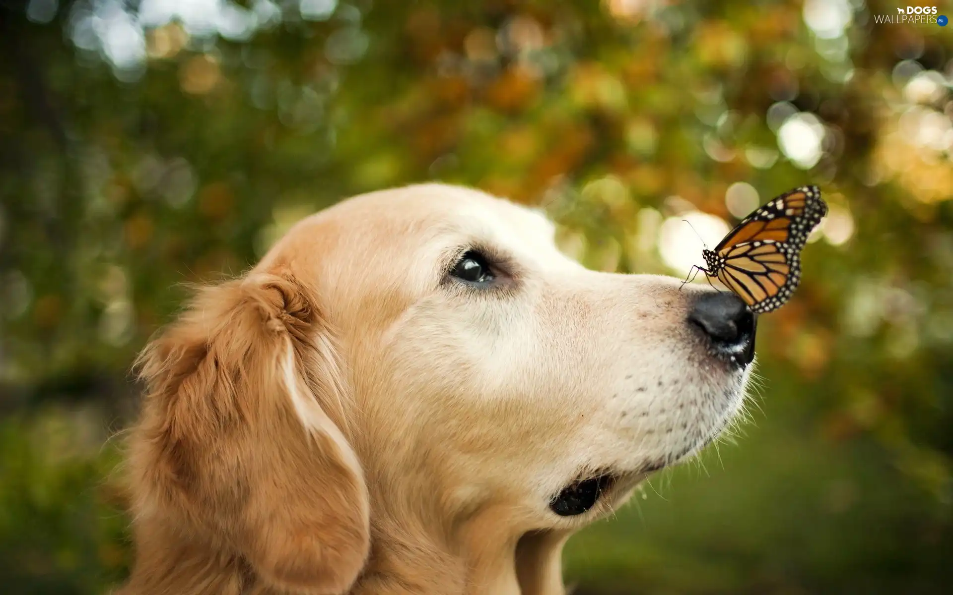 dog, butterfly, muzzle